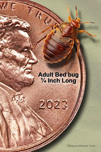 A large penny with a bed bug on it, showing the size comparison between the two.