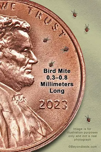 A large penny with a bed bug on it, showing the size comparison between the two.