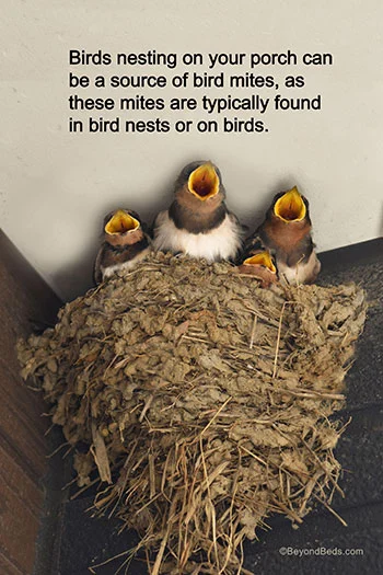 A bird’s nest rests on a front porch, highlighting its potential role in bringing mites closer to households.