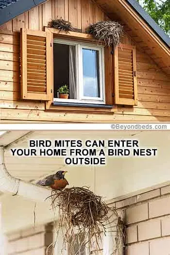 Two-part image showing bird nests: one above a top-floor window with wooden siding, and another with a bird beside its nest on a drainpipe under a porch.