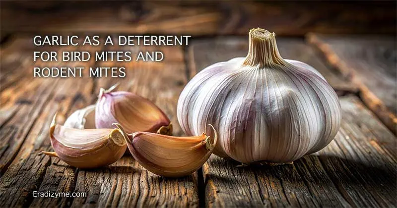 A fresh head of garlic resting on a rustic wood board as a natural deterrent for bird mites and rodent mites.