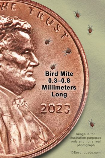 A large penny with bird mites on it, showing the size comparison between the two.