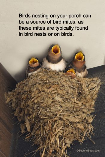 A bird’s nest nestled on a front porch, with small twigs and feathers visible, representing how birds can introduce mites into homes.